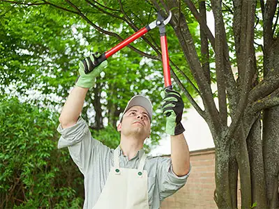 Tree Care Hendersonville, NC