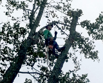 Tree Services Hendersonville, NC
