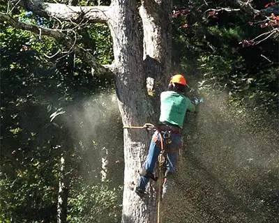 Complete Tree Removal, Hendersonville, NC