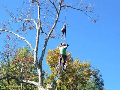 Tree Services in Fletcher, NC