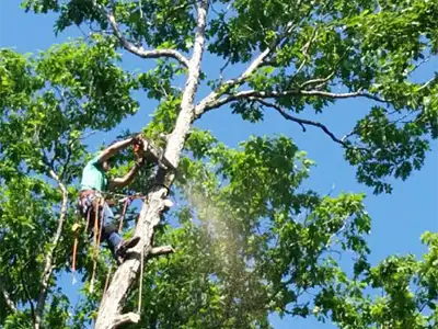 Tree Services in Hendersonville, NC