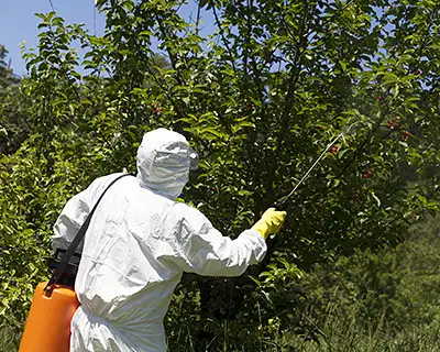 Tree Treatments, Hendersonville, NC