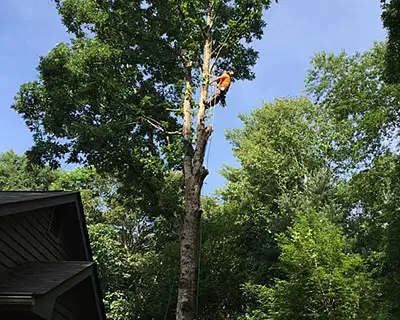 Tree Trimming, Hendersonville, NC